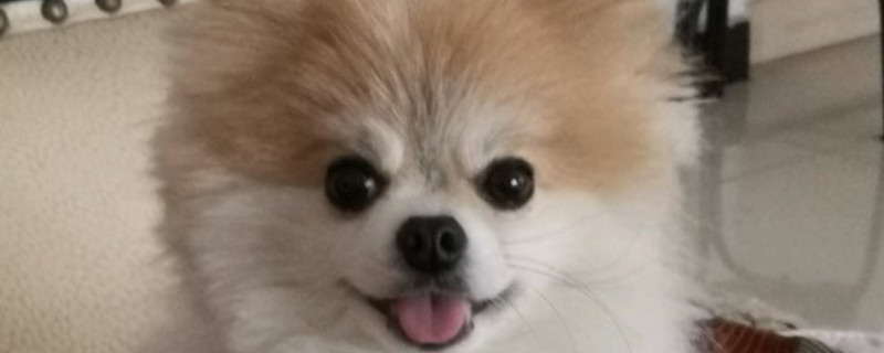 狗狗癫疯注意事项