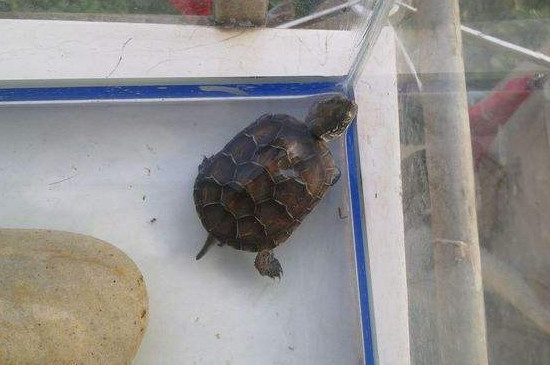 高铁能带乌龟吗