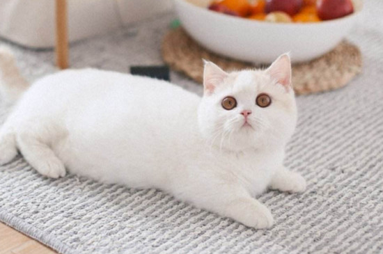 十大适合家养的猫，最适合家养的猫排名