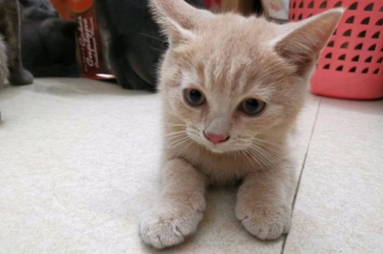 猫咪呕吐是怎么回事