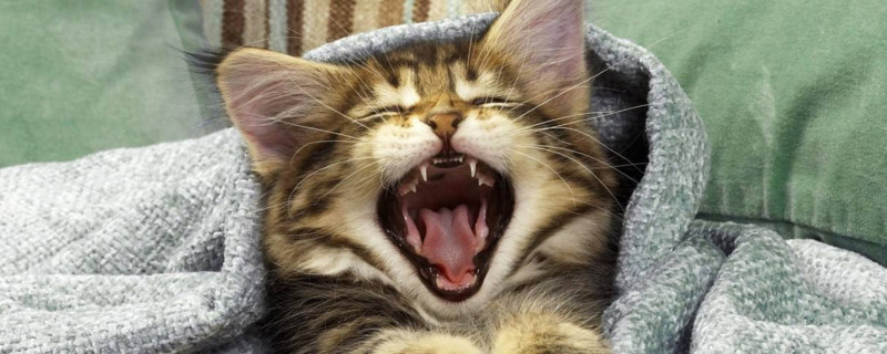 猫咪保护主人的表现