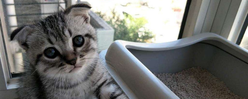 猫一次生几只小猫