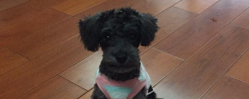狗狗凶没人敢剪毛怎么办