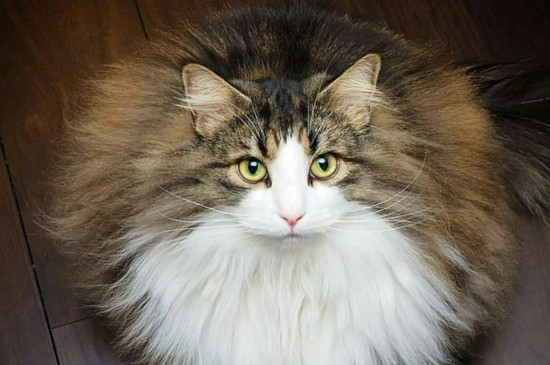 世界上血统最高贵的猫，世界十大贵族猫排名