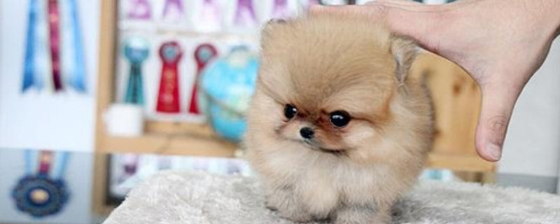 茶杯犬能吃什么