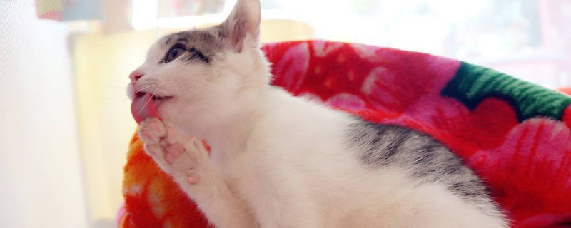 猫尿路感染初期症状