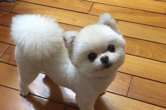小狗种类