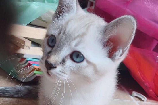 猫怎么寄快递