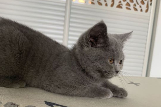 蓝猫毛局部发黄