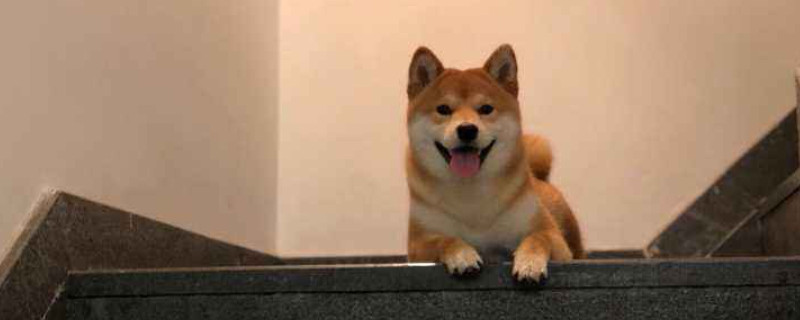 冬天5℃柴犬睡阳台会不会冷