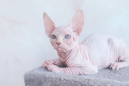 猫咪不吃猫粮怎么办