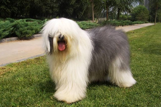 古牧犬掉毛吗