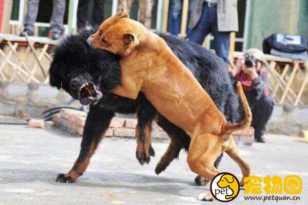 世界十大恶犬排名，加纳利犬连主人都敢咬(不适合作为家养犬)