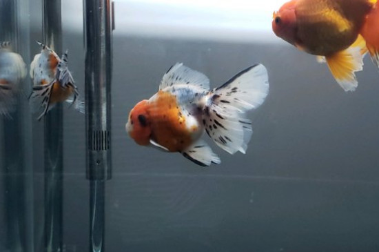 金鱼有腿吗