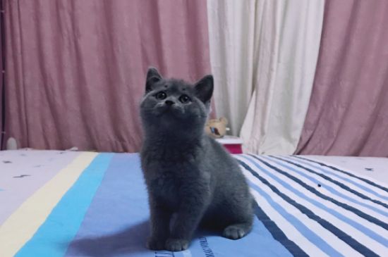 猫零食罐头多久吃一次