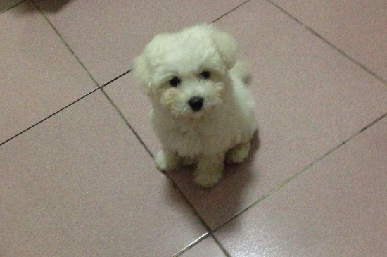 小狗腿被车压了但没血