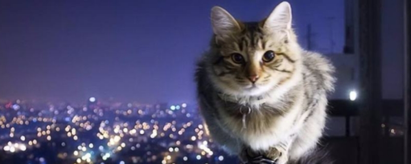 为什么我家的猫从来不踩奶