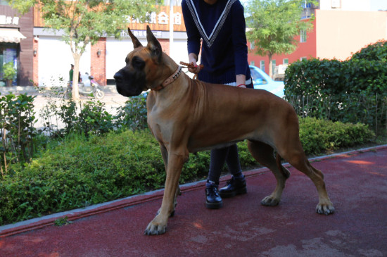 大丹犬吃什么