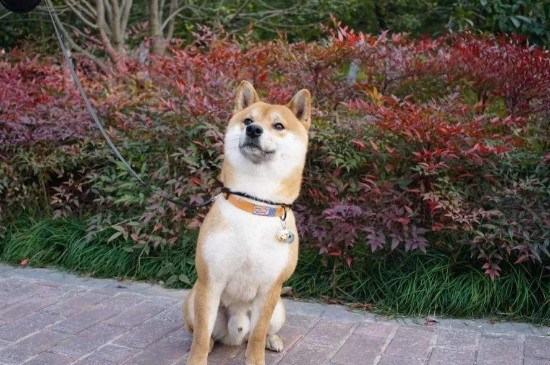 柴犬太淘气了怎么办