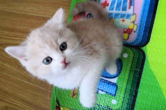 猫猫呼吸急促怎么处理