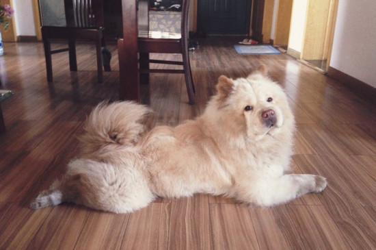 中国名犬有哪些