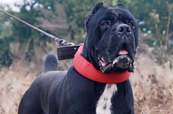 世界十大恶犬