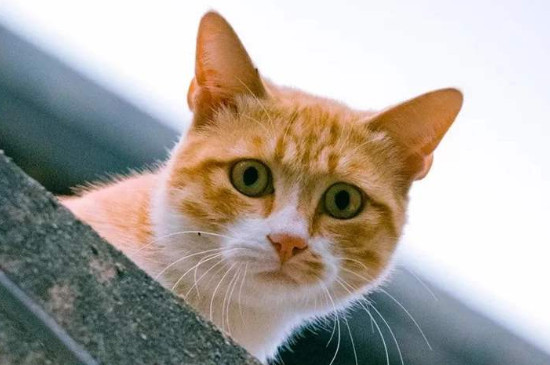 怎么分辨猫的公母