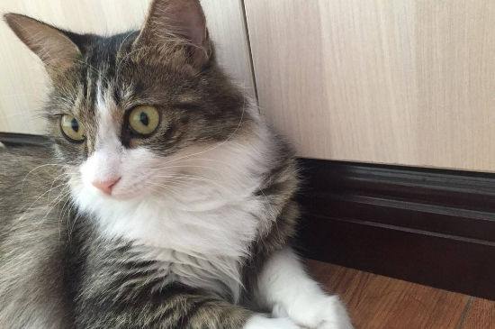猫有鼻涕怎么办