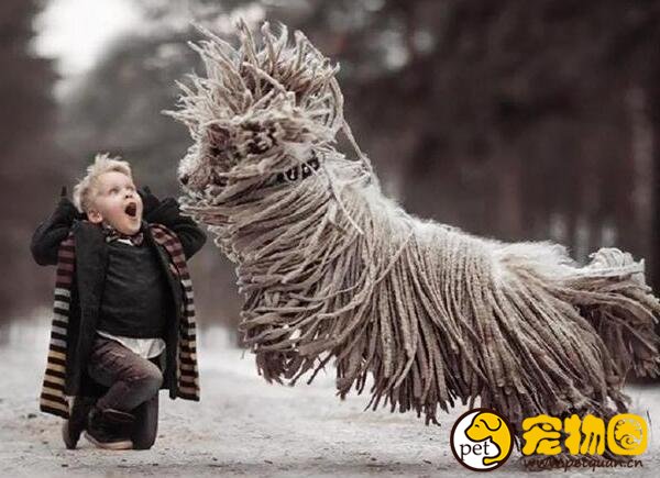 可蒙犬的毛有什么用处，凭一己之力驱赶狼群的守卫犬