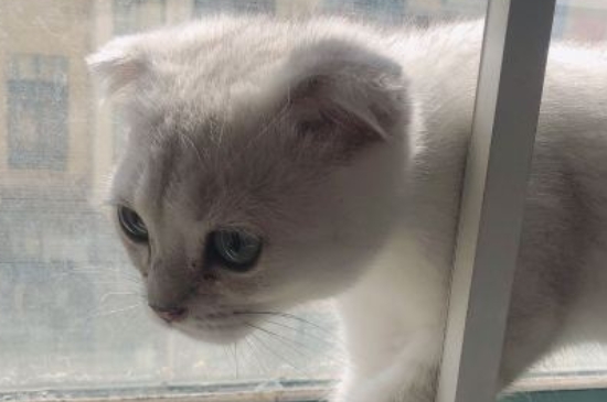猫咪上火怎么办
