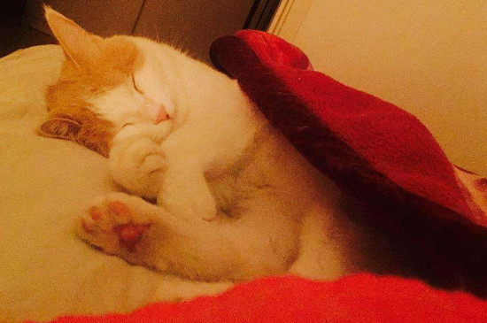 猫咪钻被窝是什么意思