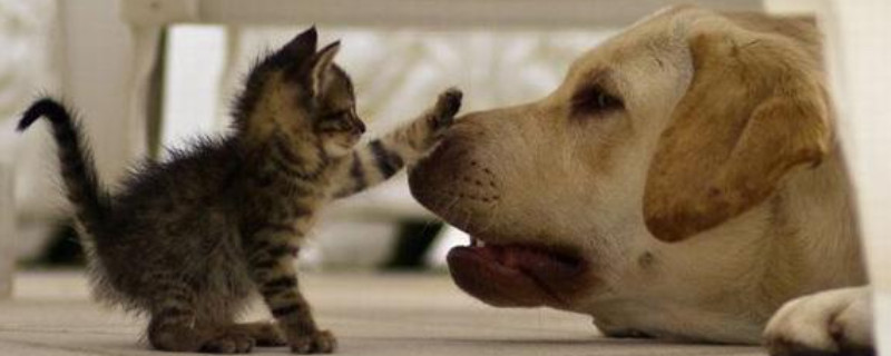 猫狗一起养的危害