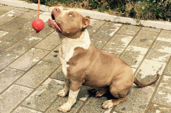 如何挑选恶霸犬幼犬