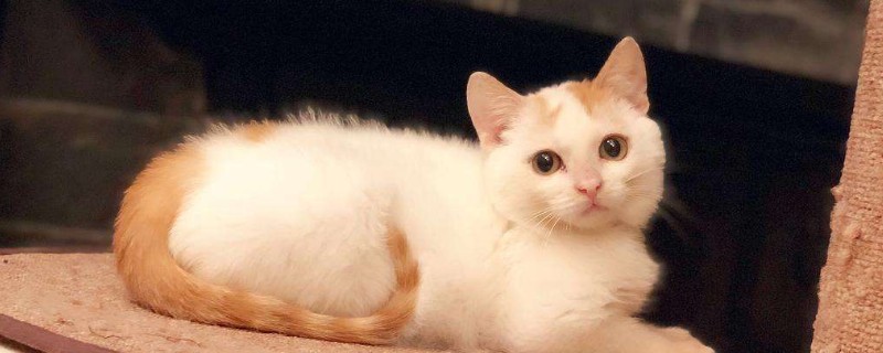 小猫喝牛奶拉稀能自愈吗