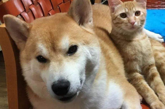 柴犬优缺点