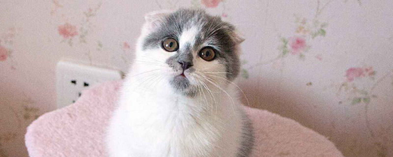 英短折耳猫为什么不能养