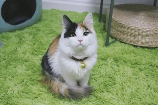 招财猫是什么品种