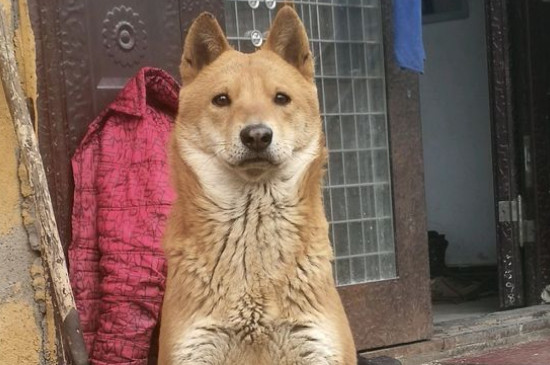 中华田园犬六大品种