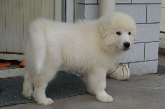 北极熊犬的价格，一般需要1000-3000元一只