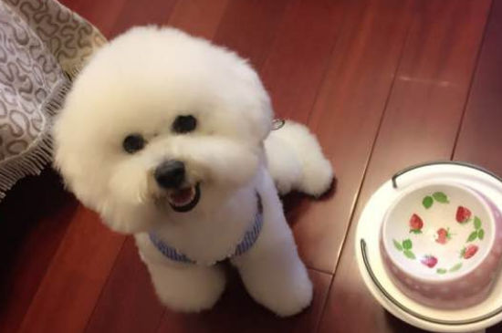 比熊多大可以配种