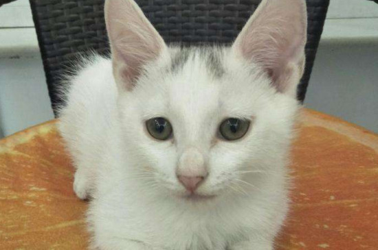 怎么教猫用猫砂
