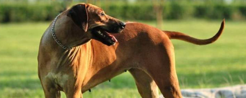 世界十大猎犬品种排名，山区打猎最厉害的狗图片
