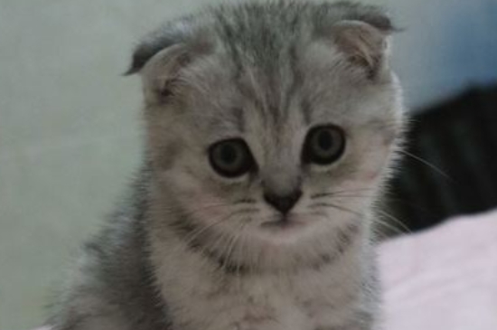 猫为什么会吐