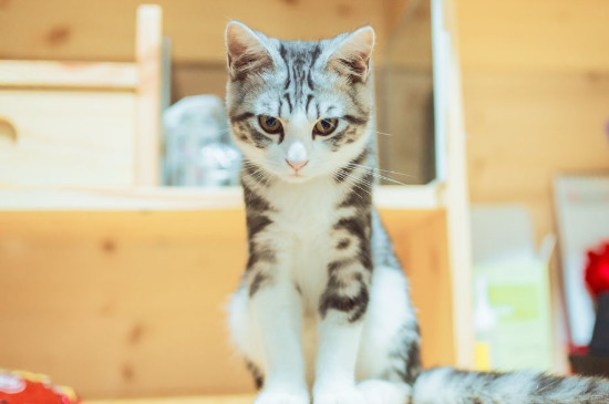 小猫的生活习性