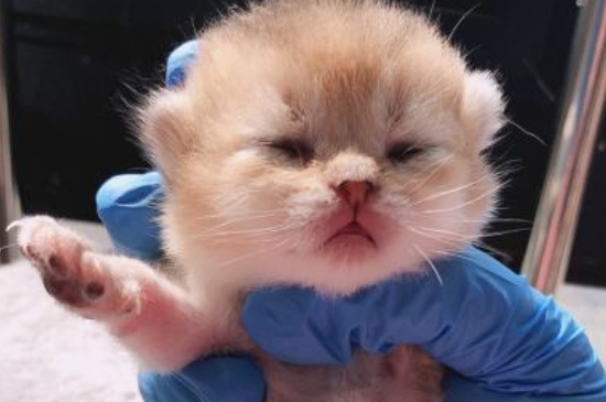 猫可以吃带鱼吗