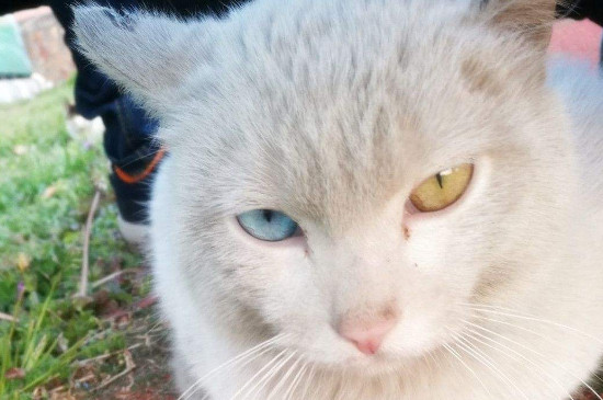 猫看见鬼有几种表现，鬼为什么怕猫