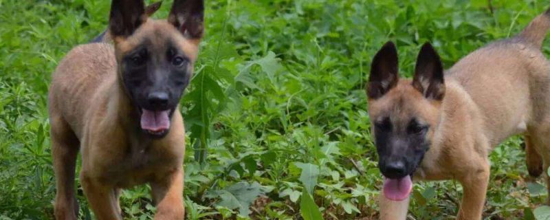 如何辨别马犬幼犬聪明