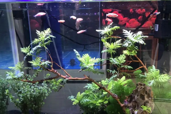 鱼缸鱼屎太多怎么清理