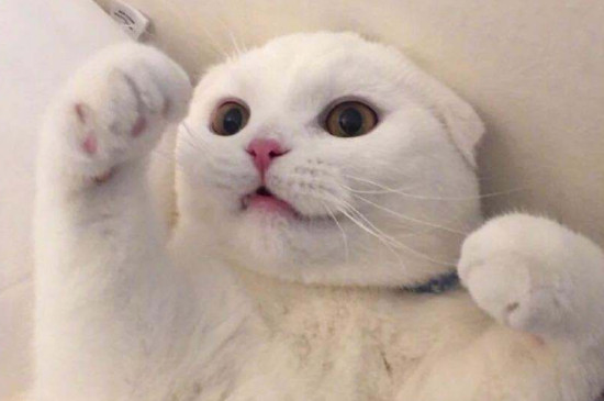 包子脸猫咪是什么品种，英短和狸花猫能长成包子脸