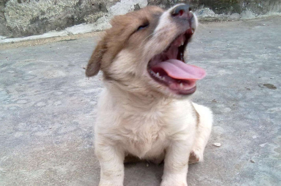 狗狗上火了怎么办